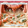 Cómo reacciona la microbiota intestinal a Pitavastatina cálcica